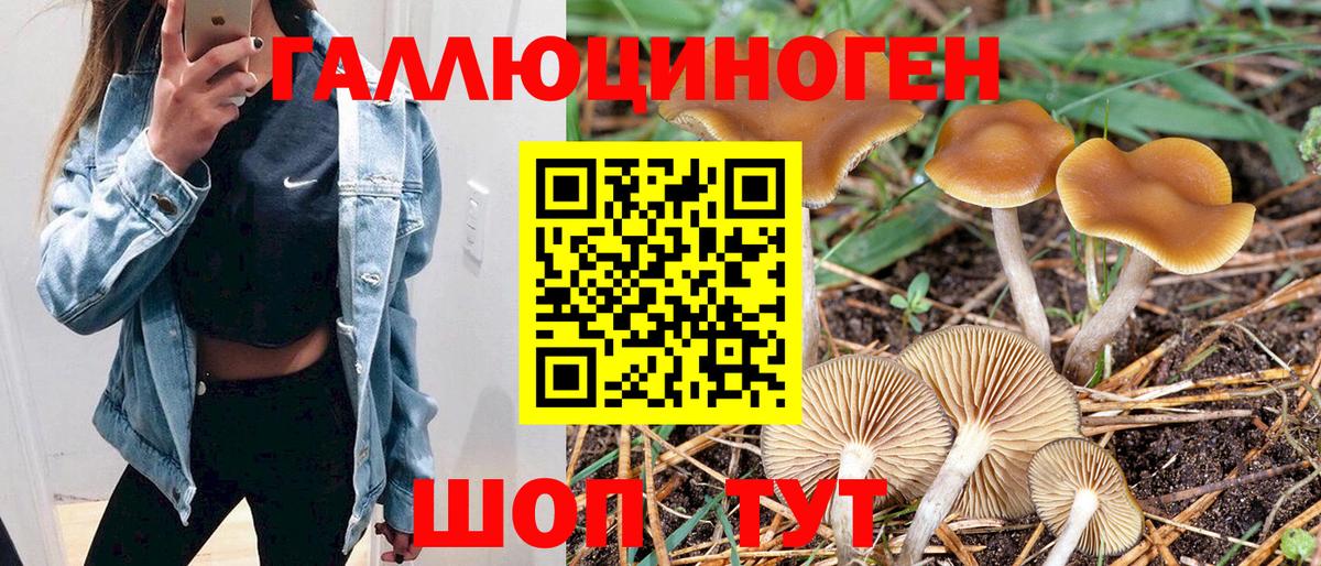 Фролово  Псилоцибиновые грибы Psilocybine cubensis  Вход с VPN 